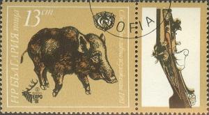 Colnect-629-768-Wild-Boar-Sus-scrofa.jpg