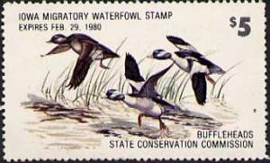 Colnect-6297-136-Bufflehead-Duck-Bucephala-albeola.jpg