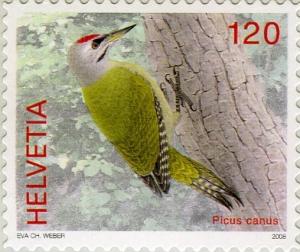 Colnect-693-068-Grey-faced-Woodpecker-Picus-canus.jpg