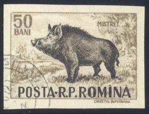 Colnect-830-932-Wild-Boar-Sus-scrofa.jpg