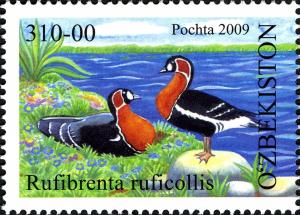 Colnect-851-012-Red-breasted-Goose-Branta-ruficollis.jpg