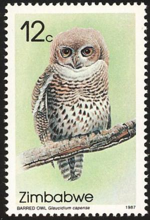 Colnect-860-627-African-Barred-Owlet%C2%A0Glaucidium-capense.jpg