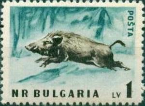 Colnect-867-186-Wild-Boar-Sus-scrofa.jpg