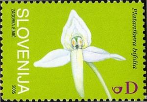 Lesser-butterfly-orchid-Platanthera-bifolia.jpg