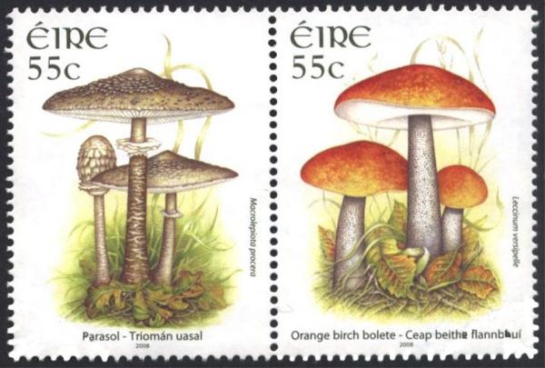 Colnect-1325-637-Parasol-and-Orange-birch-bolete-pair.jpg