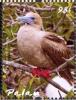 Colnect-3669-245-Red-footed-Booby%C2%A0%C2%A0%C2%A0%C2%A0Sula-sula.jpg