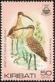 Colnect-1095-840-Bristle-thighed-Curlew-Numenius-tahitiensis.jpg