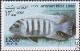 Colnect-1625-405-Cichlid-Pseudotropheus-zebra.jpg