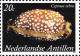 Colnect-2205-591-Measled-Cowry-Cypraea-zebra.jpg