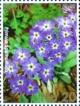 Colnect-2461-102-Wild-Flowers-of-Bhutan.jpg