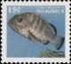 Colnect-3215-526-Red-Hind-Epinephelus-guttatus.jpg