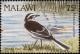 Colnect-3388-919-African-Pied-Wagtail%C2%A0Motacilla-aguimp.jpg