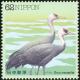 Colnect-608-831-Hooded-Crane-Grus-monacha.jpg