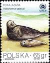 Colnect-4720-441-Gray-Seal-Halichoerus-grypus.jpg