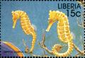 Colnect-3977-589-Yellow-Seahorse-Hippocampus-kuda.jpg