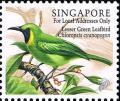 Colnect-5062-454-Lesser-Green-Leafbird-Chloropsis-cyanopogon.jpg