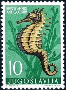 Colnect-4504-131-Short-snouted-Seahorse-Hippocampus-antiquorum.jpg