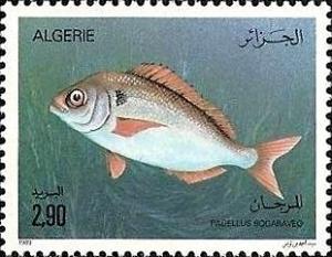 Colnect-1562-721-Blackspot-Seabream-Pagellus-bogaraveo.jpg