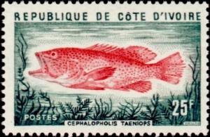 Colnect-2746-895-Bluespotted-Seabass-Cephalopholis-taeniops.jpg