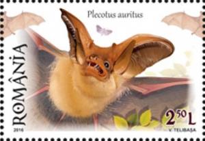 Colnect-3582-286-Brown-long-eared-bat-Plecotus-auritus.jpg