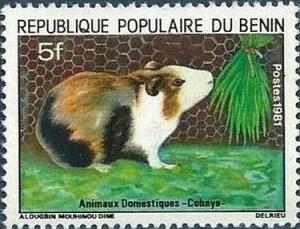 Colnect-3748-514-Domestic-Guinea-Pig-Cavia-aperea-porcellus.jpg