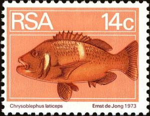 Colnect-4030-429-Roman-Seabream-Chrysoblephus-laticeps.jpg