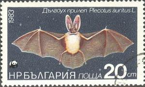 Colnect-615-564-Brown-long-eared-Bat-Plecotus-auritus.jpg