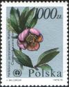 Colnect-1999-876-Helleborus-purpurascens.jpg