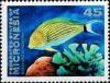 Colnect-5576-548-Bluebanded-surgeonfish.jpg