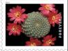 Colnect-5595-736-Rebutia-minuscula.jpg