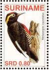 Colnect-3837-105-Yellow-tufted-Woodpecker%C2%A0%C2%A0%C2%A0%C2%A0Melanerpes-cruentatus.jpg