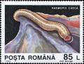 Colnect-4905-406-Leech-Haemopis-caeca.jpg