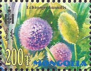 Colnect-2672-443-Echinops-humilis.jpg