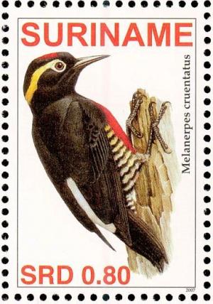 Colnect-3837-105-Yellow-tufted-Woodpecker%C2%A0%C2%A0%C2%A0%C2%A0Melanerpes-cruentatus.jpg