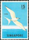 Colnect-1505-196-Black-naped-Tern-Sterna-sumatrana.jpg