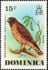 Colnect-1748-030-Broad-winged-Hawk-Buteo-platypterus.jpg