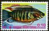 Colnect-1963-107-Thick-lipped-Gourami-Colisa-labiosa.jpg