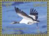 Colnect-3781-756-Black-necked-Crane-Grus-nigricollis.jpg