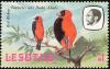 Colnect-745-181-Southern-Red-Bishop-Euplectes-orix-.jpg