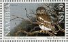 Colnect-867-808-African-Barred-Owlet-Glaucidium-capense.jpg