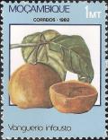 Colnect-1117-149-African-Medlar-Vangueria-infausta.jpg