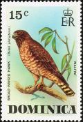 Colnect-1748-030-Broad-winged-Hawk-Buteo-platypterus.jpg