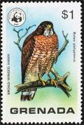 Colnect-1884-794-Broad-winged-Hawk-Buteo-platypterus.jpg