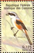 Colnect-3669-520-Long-tailed-Shrike%C2%A0Lanius-schach.jpg