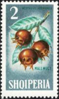 Colnect-5562-655-Common-Medlar-Mespilus-germanica.jpg