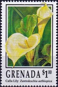 Colnect-3957-586-Zantedeschia-aethiopica.jpg