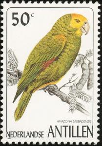 Colnect-960-119-Yellow-shouldered-Amazon%C2%A0Amazona-barbadensis.jpg