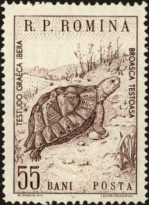 Colnect-4398-550-Spur-thighed-Tortoise-Testudo-graeca.jpg