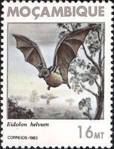 Colnect-1117-357-Straw-coloured-Fruit-Bat-Eidolon-helvum.jpg