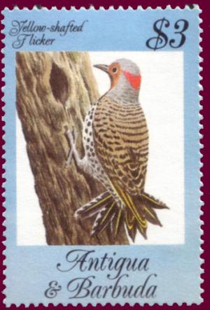 Colnect-1452-426-Yellow-shafted-Flicker-Colaptes-auratus.jpg